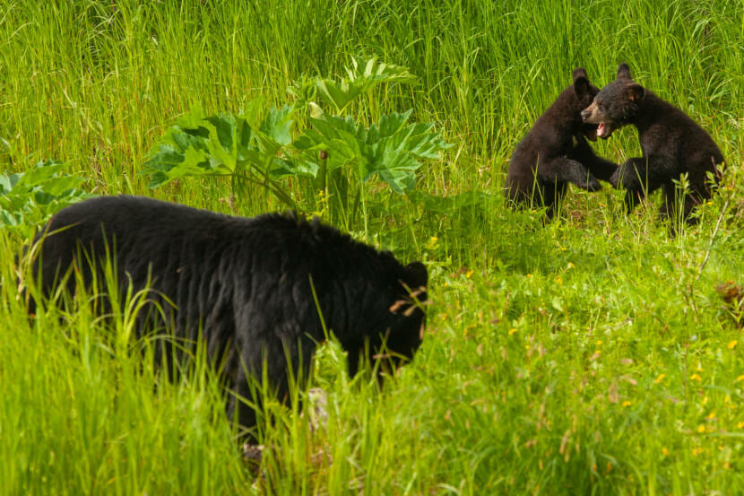 A female black bear eats as her two cubs play nearby on June 19, 2021, at the Mendenhall Wetlands State Game Refuge in Juneau, Alaska. (Photo by Rashah McChesney/KTOO)
