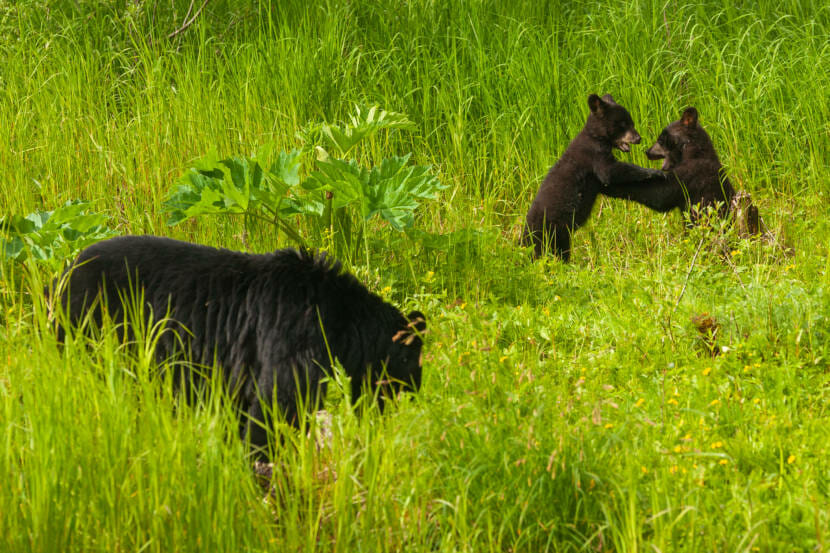 A female black bear eats as her two cubs play nearby on June 19, 2021, at the Mendenhall Wetlands State Game Refuge in Juneau, Alaska. (Photo by Rashah McChesney/KTOO)
