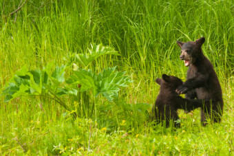 Two black bear cubs wrestle at the Mendenhall Wetlands State Game Refuge on June 19, 2021, in Juneau, Alaska. (Photo by Rashah McChesney/KTOO)