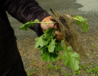 Broadleaf avens