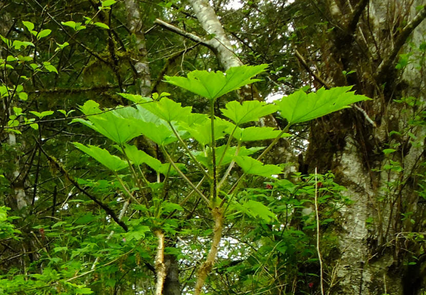 Devil's club plant