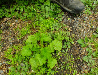 Edible weeds