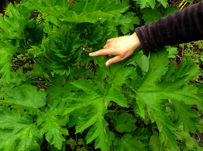 Wild celery