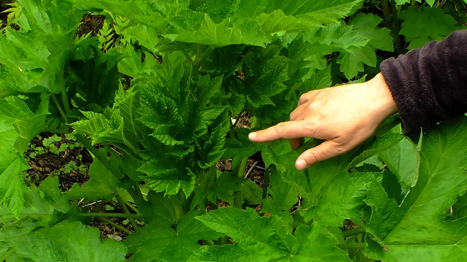 Wild Celery Leaves Printable Template