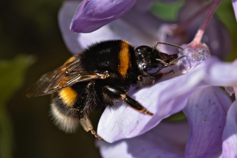 What Is It Like to Be a Bee? - Atlas Obscura