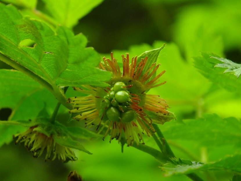 Slow raspberries