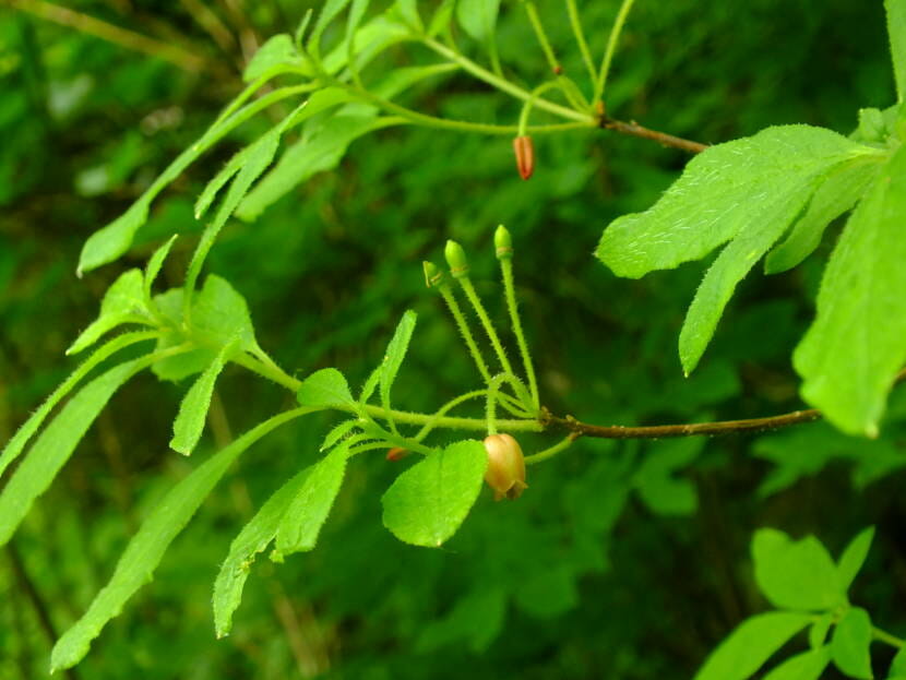 Slow bluberries