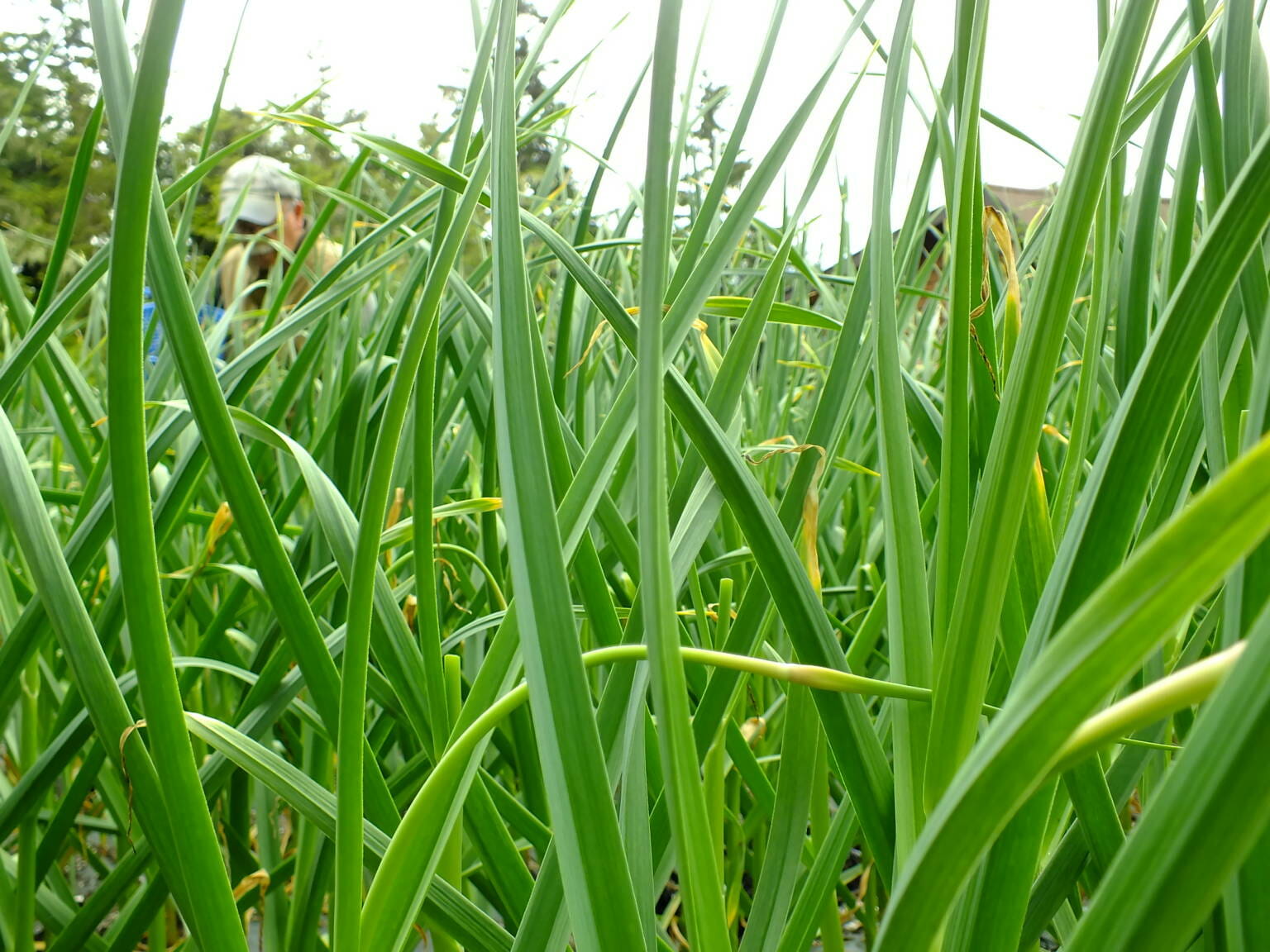 Gardentalk — Why timing is critical for harvesting garlic scapes