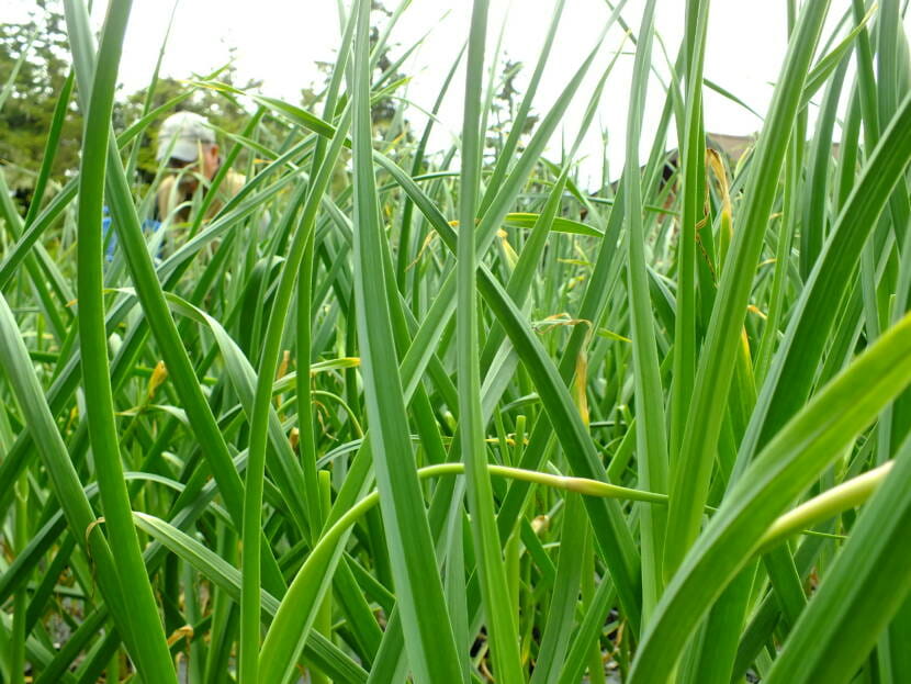 Garlic scapes