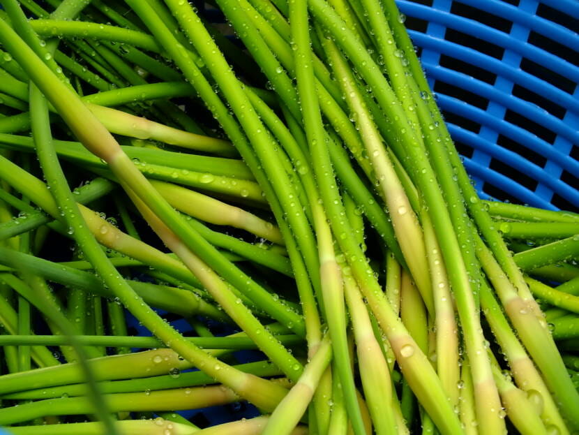 Washed garlic scapes