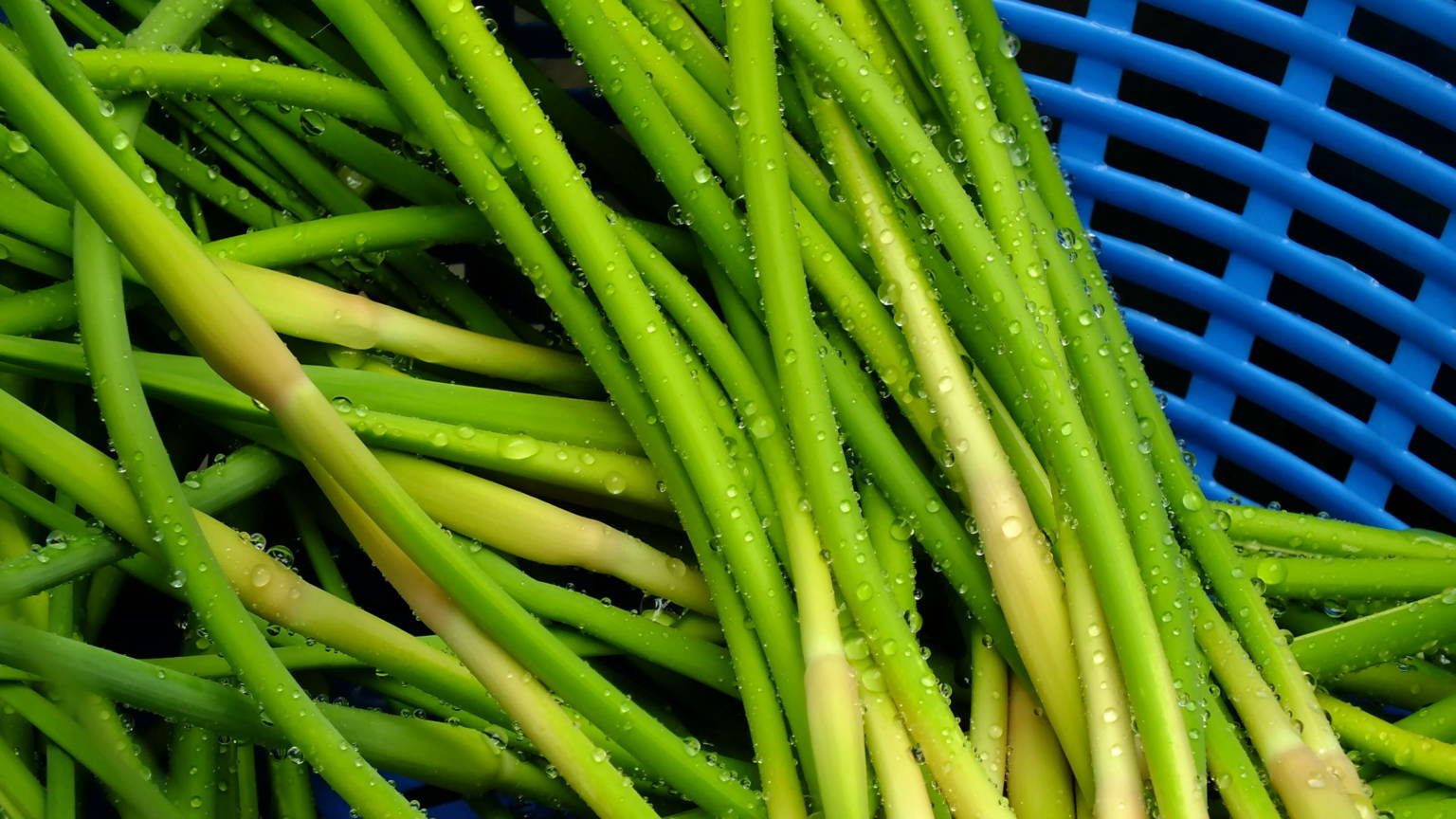 Gardentalk — Why timing is critical for harvesting garlic scapes