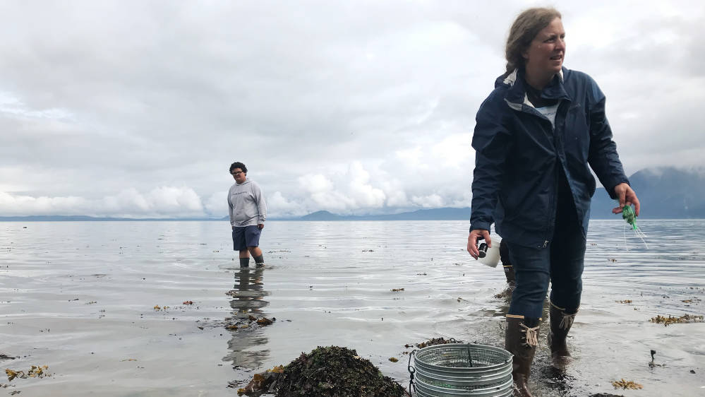 Volunteers on watch for invasive crab that could threaten Southeast ...