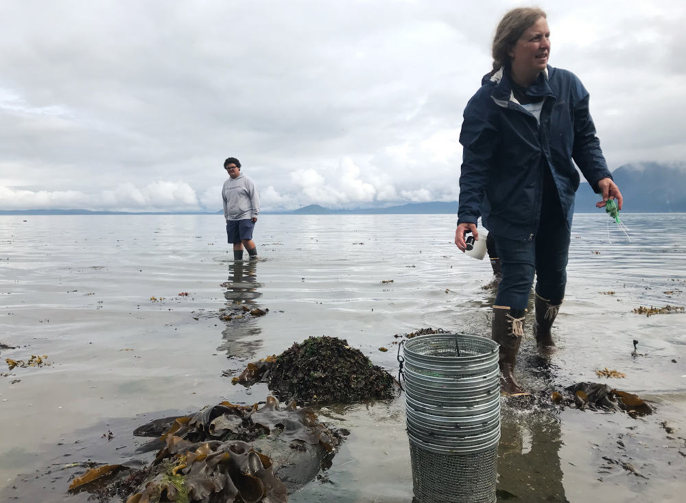 Volunteers on watch for invasive crab that could threaten Southeast ...