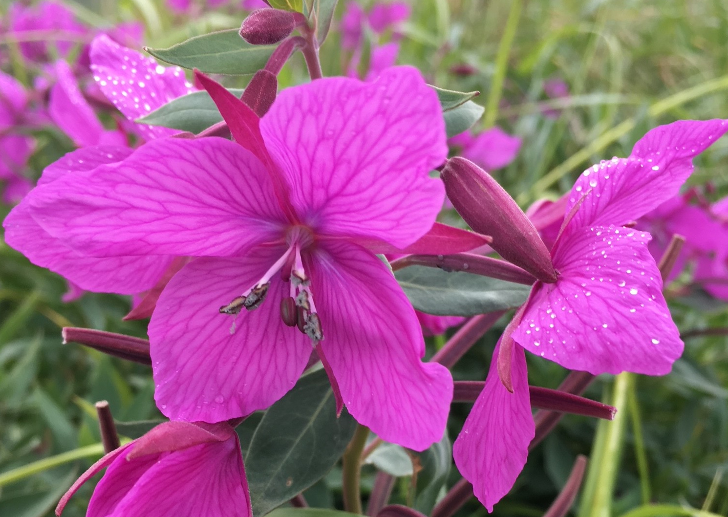 River Beauty or Dwarf Fireweed