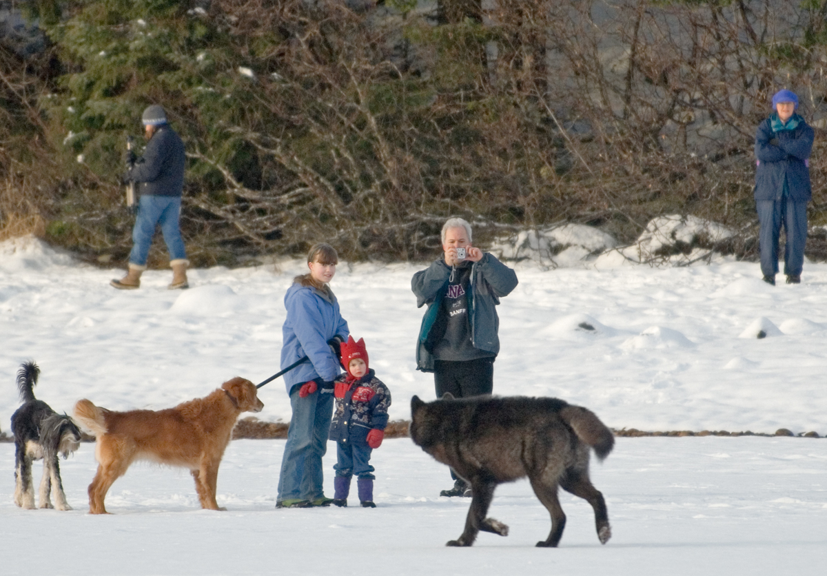 Friday, July 16th Remembering Romeo, the wolf who came to Juneau