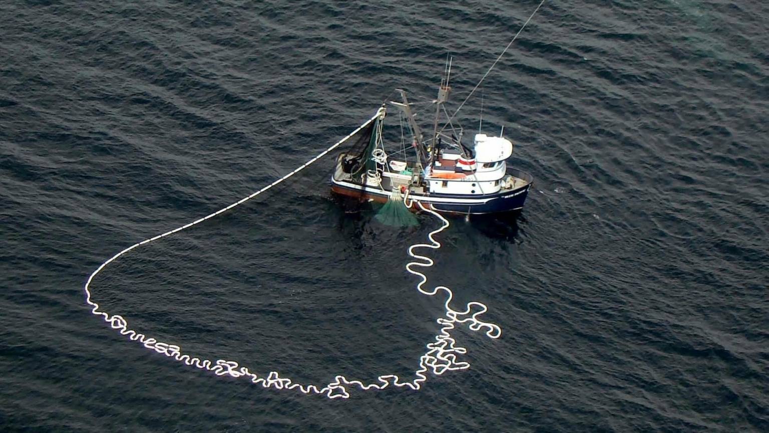 Commercial Net Fishing