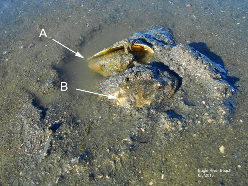 Retired biologist John Palmes turned a horse clam shell over (A) to reveal a sculpin (B) that was hiding its eggs inside the shell. 