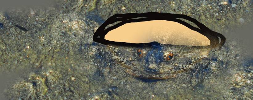 Retired biologist John Palmes used a photo of a sculpin in the sand to recreate what he saw when he found a horse clam shell on top of a sculpin's head. 