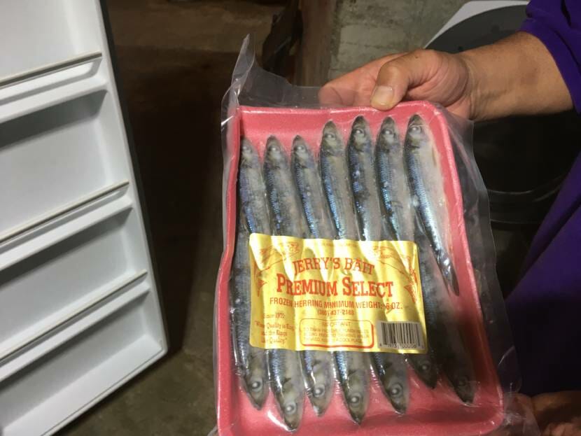 Just a single tray of bait herring