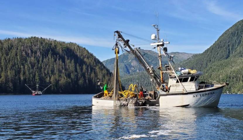 Troll catch for chum salmon in Sitka Sound hits new record