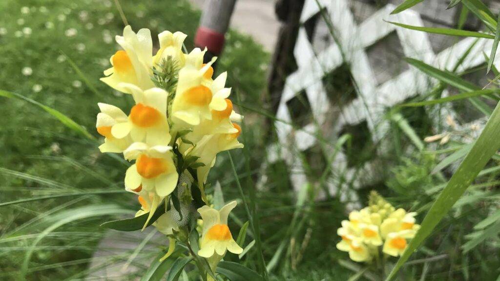 Skagway's tribal government trades butter and eggs to fight invasive plant species