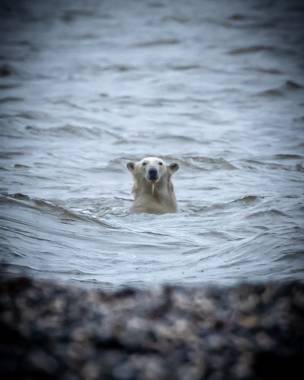 A large fish that fills freezers in Northwest Alaska could be in