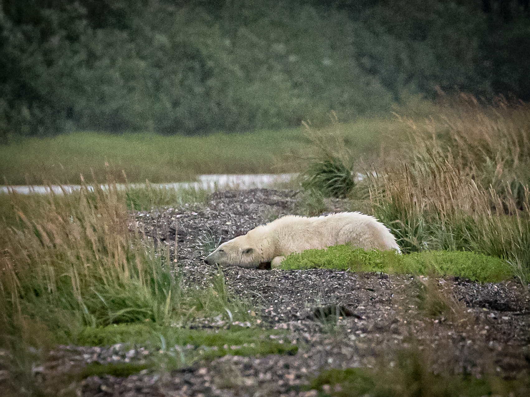Kotzebue greets rare polar bear visitor with excitement, caution