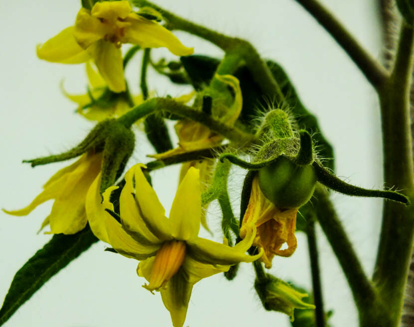 Tomato plants