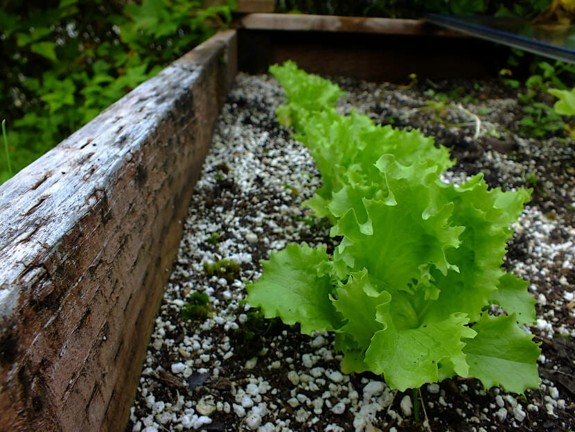 Late lettuce