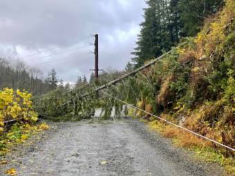 A downed conifer blocking a country road.