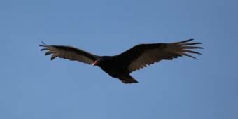 A soaring turkey vulture