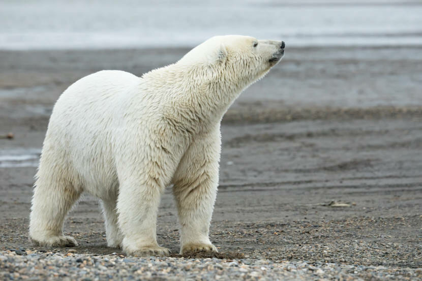 Will the Last Ice Area support polar bears? 