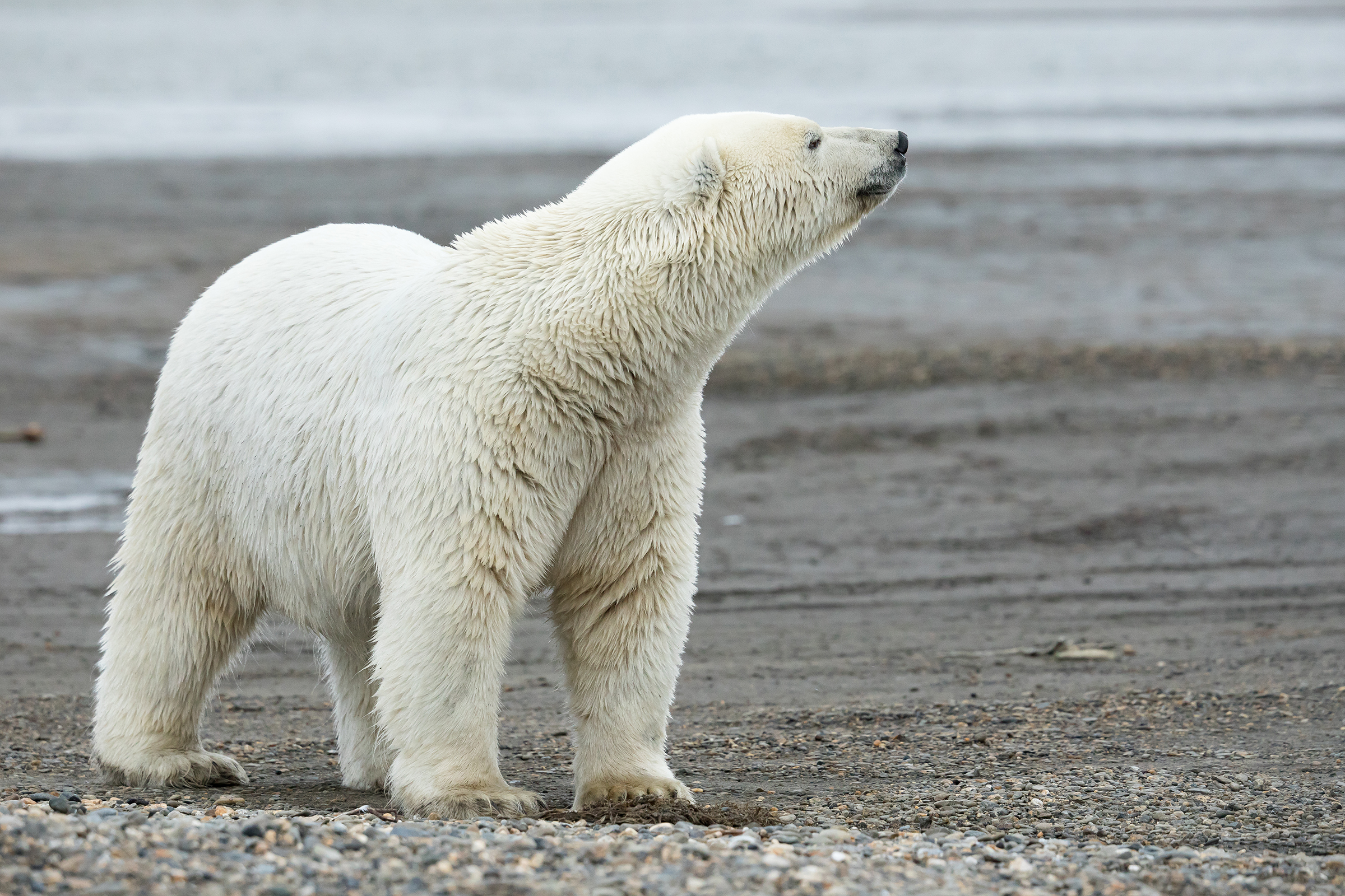 Threatened by melting sea ice, polar bears' status up for review under  Endangered Species Act
