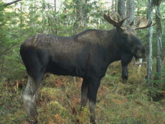 A bull moose standing in the forest