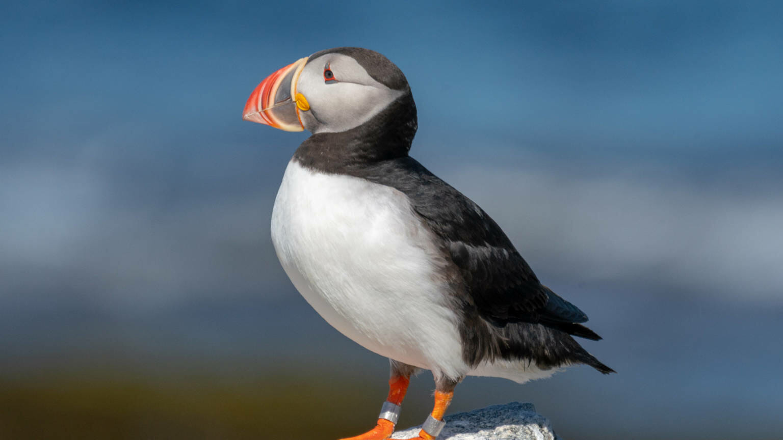 Adopt or Renew your Eastern Egg Rock Puffin