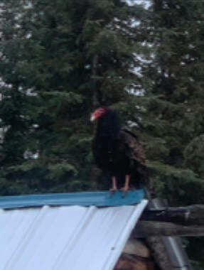 a blurry photo of a turkey vulture perched on a roof