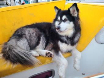 A malamute on a yellow bench on a sailboat