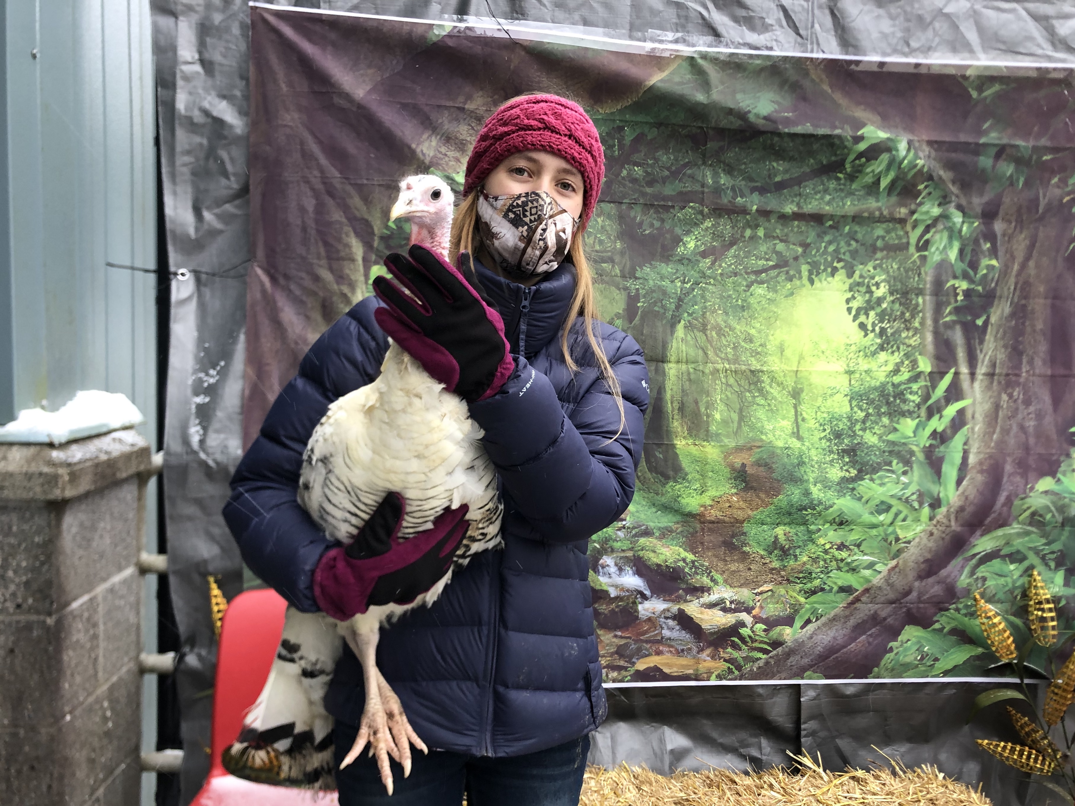 Turkey shoot' raises funds for raising farm animals and awareness about  where our food comes from