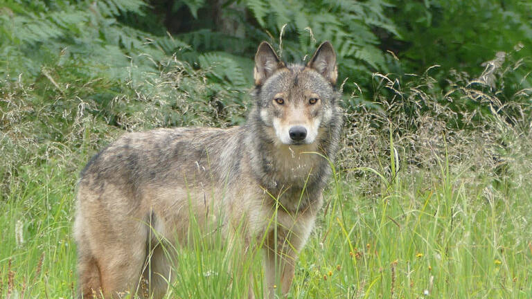 Wildlife officials propose wolf harvest on Prince of Wales Island