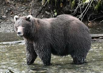 A large brown bear with white ears standing in a stream