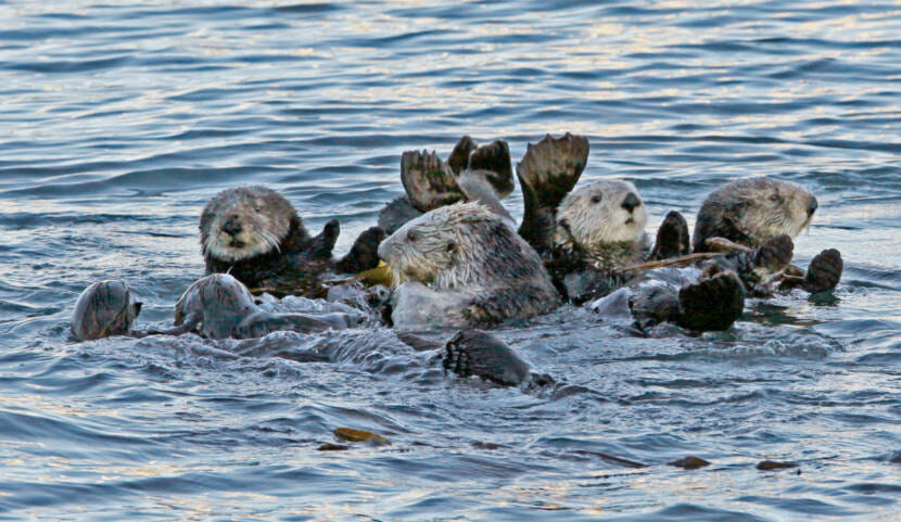 Coastal tribes in Oregon hope to bring sea otters back to their community
