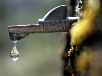 A drop of fresh sap falls from a tap in a maple tree.