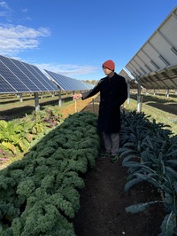 A man in a toque, gesturing at solar panels installed over rows of crops.