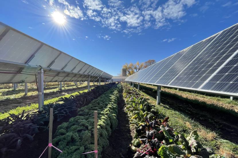 A row of crops under banks of tilting solar panels.