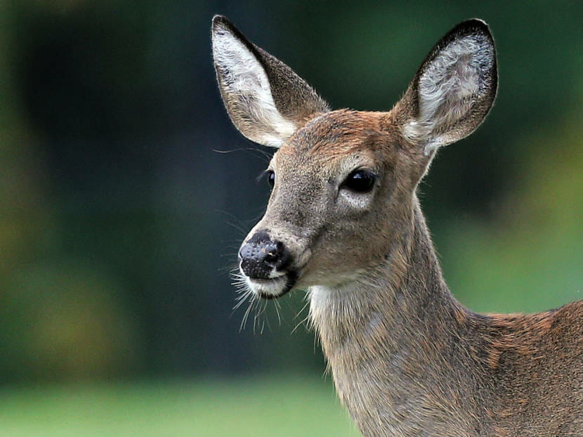 A head-and-shoulders portrait of a white-tailed deer