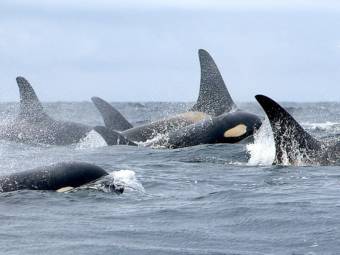 The fins and heads of a pod of orcas visible above the water.