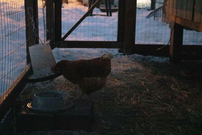 The Zach Gordon hens have access to a heated water bowl and a cozy henhouse, so they can stay comfortable during the winter. 