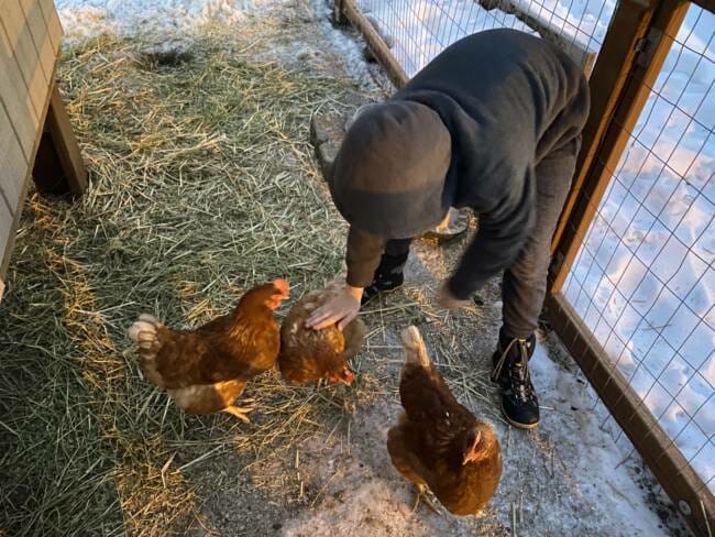 10-year-old Warren Ploof pets one of the hens living at the Zach Gordon Youth Center in Juneau. 