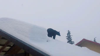 A black bear walking across a snow-covered roof