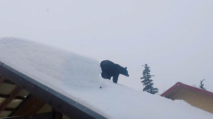 A black bear walking across a snow-covered roof